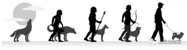 从灰狼到土狗,有着什么样的联系,狗子们到底如何从狼进化来的?