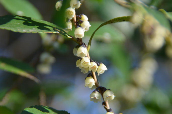 柃木花开,一场大喜山民的蜜月期