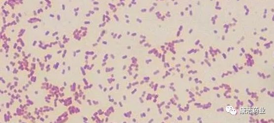 嗜水气单胞菌pathogenicaeromonas hydrophila鱼尾部损伤后,细菌感染