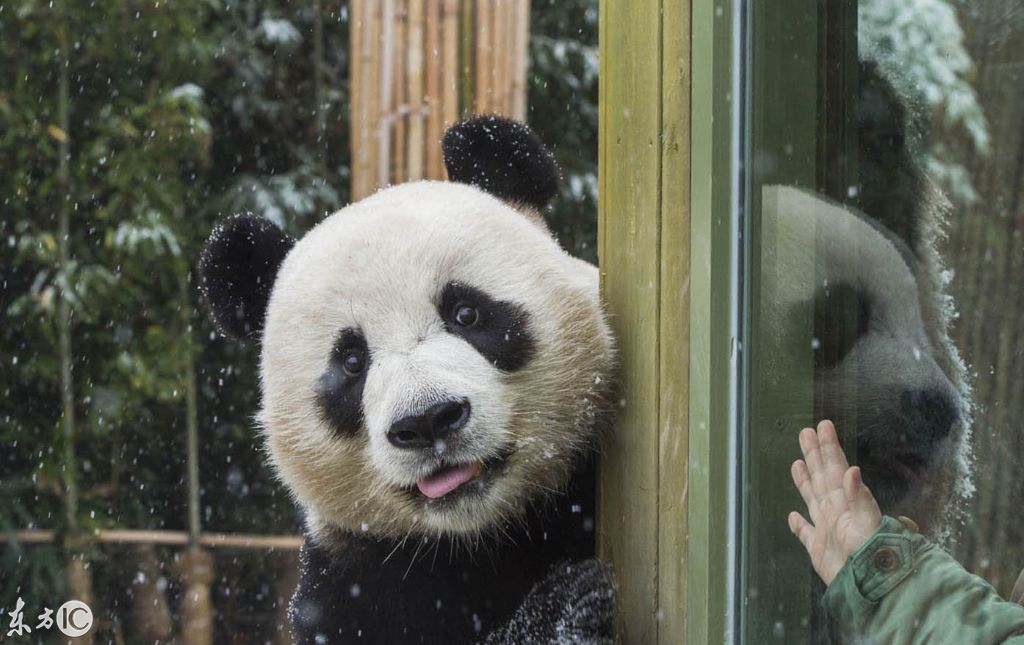 我国大熊猫在首尔大雪中快乐的玩耍,网友:你们真是给熊类丢脸啊