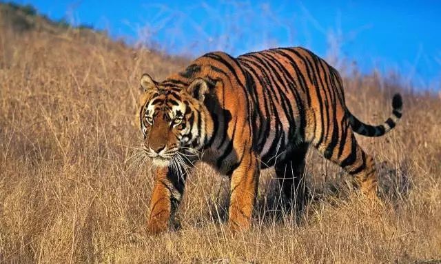 把自然界的动物作为神灵加以崇敬,祭拜的,最具代表性的莫过于老虎了