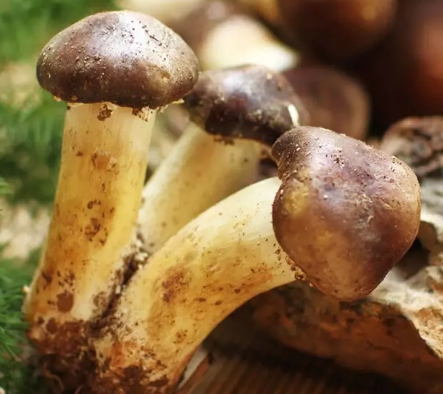巴西菇,姬松茸烘干机-怎样烘干色泽好且菇体褶片完整?