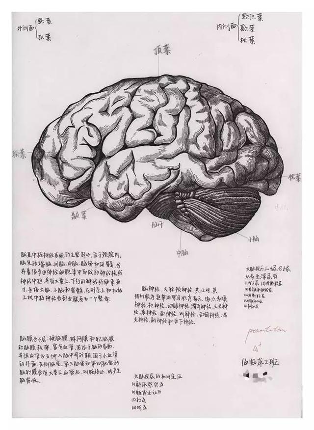 解剖图全手绘,这个老师太牛了