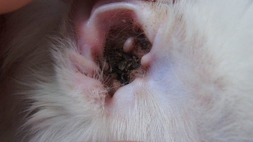 猫咪患上了耳螨后腰及时拿萌唯滴耳油和喵想洗耳液给猫咪去除耳螨.