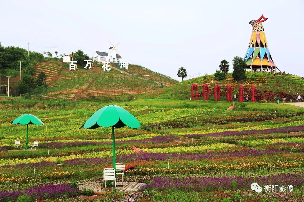 西郊雨母山景区有个"百万花海",吸引着不少市民前来观赏.