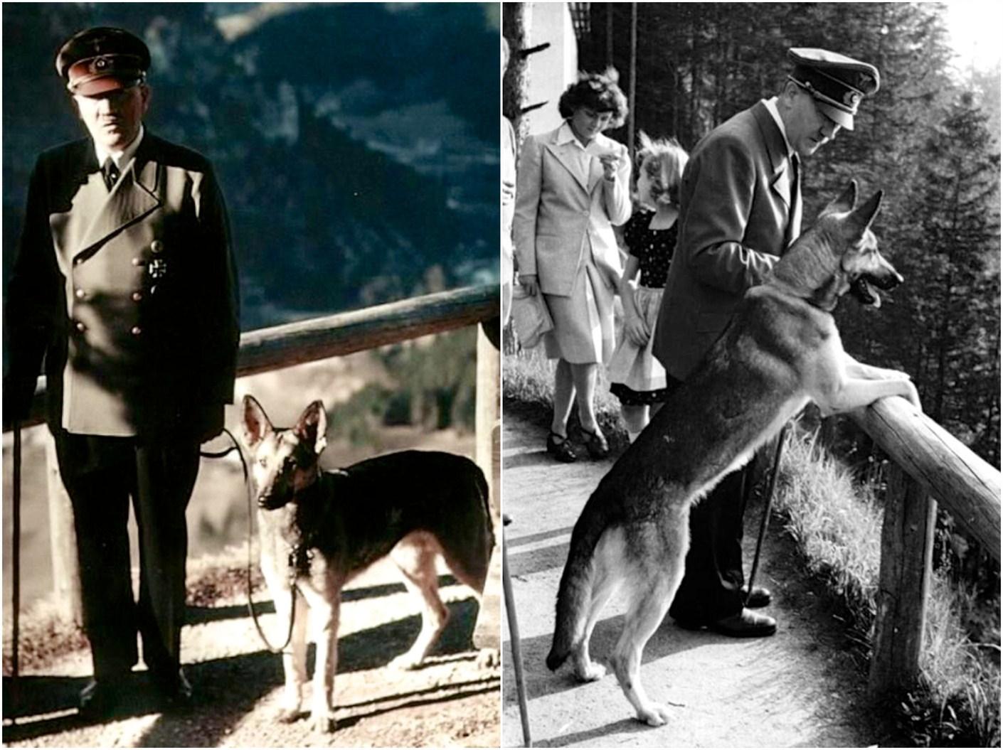 原来希特勒也是爱狗人士但他会给狗拴狗绳