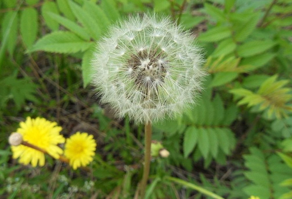 大山里的蒲公英