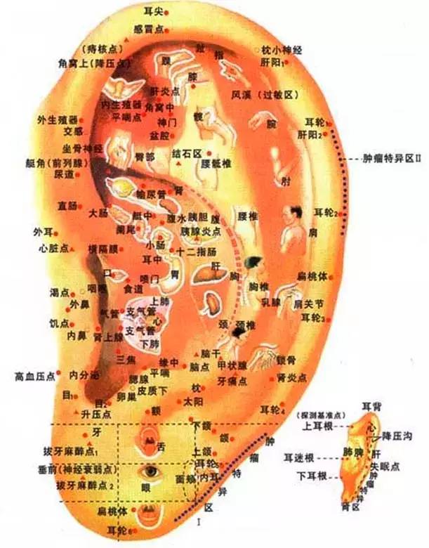 耳朵里面,藏着3个减肥穴,让你减肥不求人