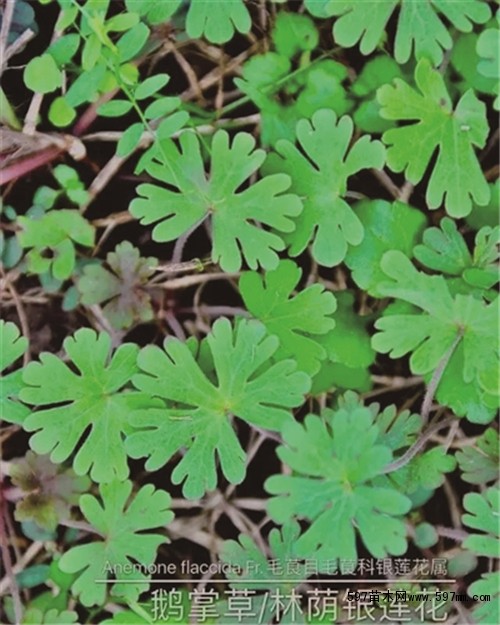 鹅掌草后来,有人问起我这种野草名称,突然想起之前在清凉门附近草地上