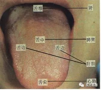 舌诊图谱,珍藏版!