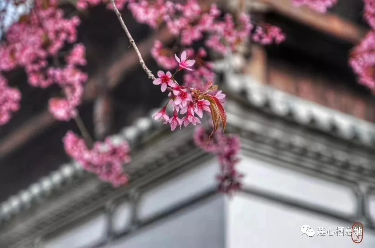 【原创诗歌】小米:樱花