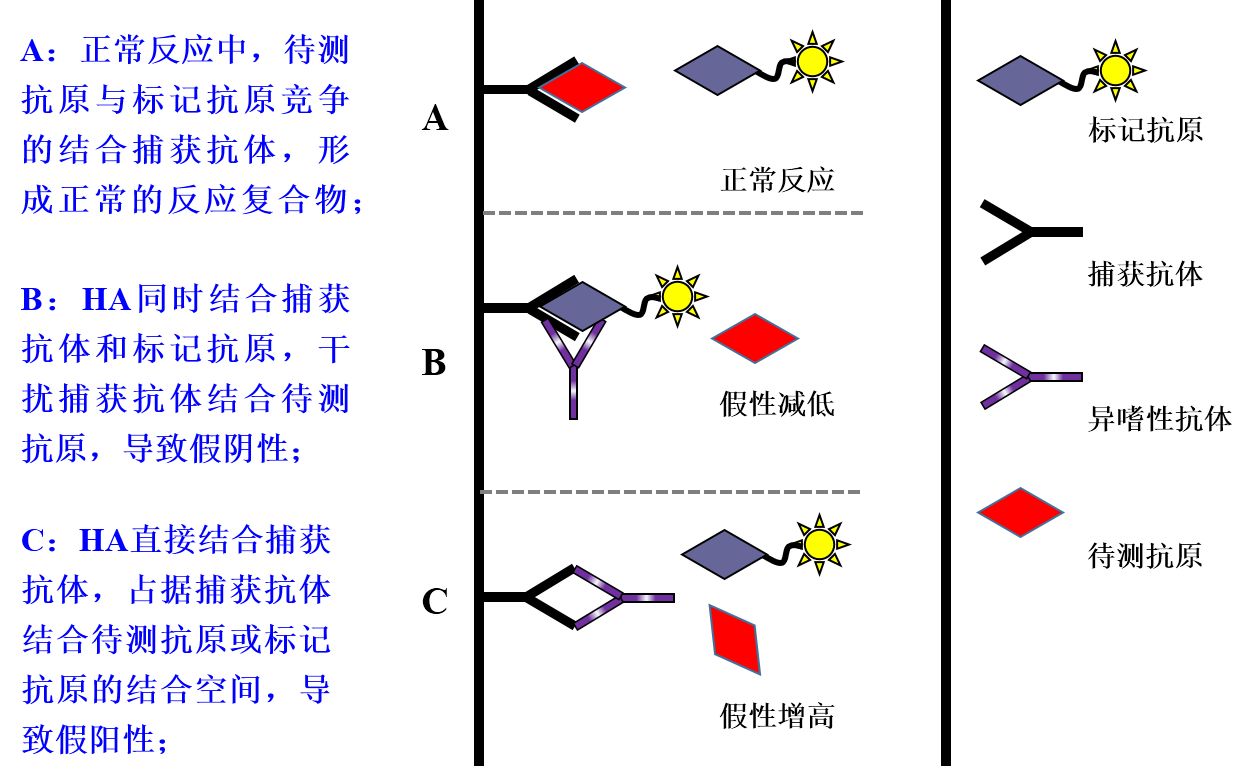 1)夹心免疫法干扰机制 2)竞争免疫法干扰机制 ha对检测项目的影响