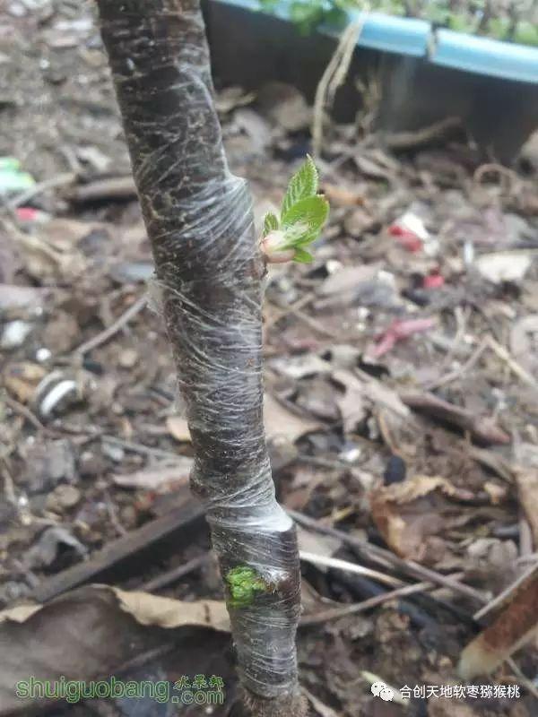 浅谈软枣猕猴桃嫁接技术!你不知道的关键点