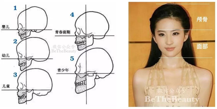 时尚 正文  ▲左边是人头部骨骼发育过程,右边是颅面比的标准 可以从