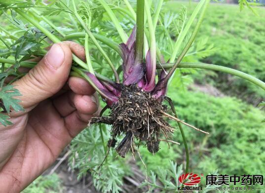 川芎行情将持续触底,为下一次起风蓄积能量