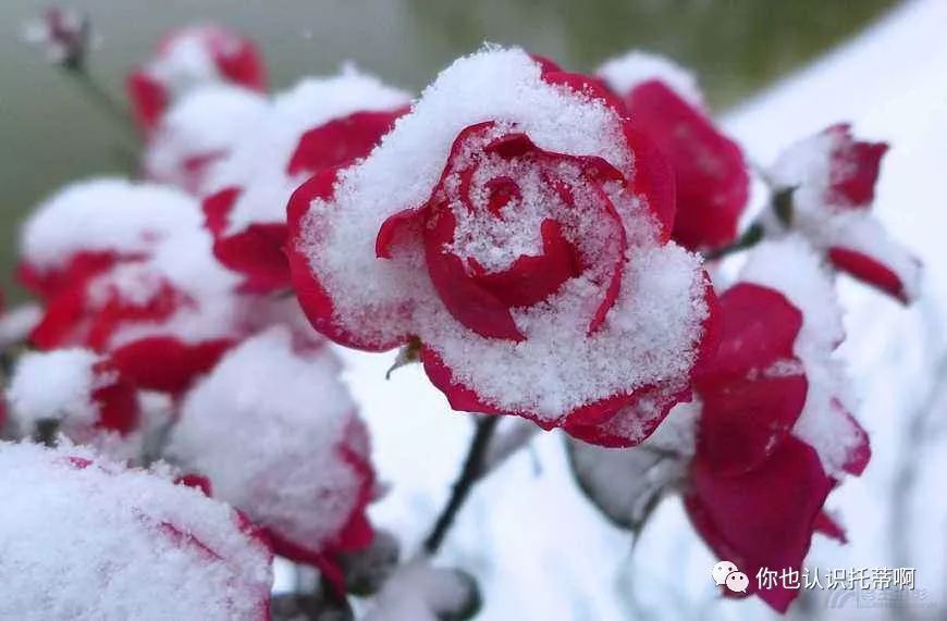 徐志摩《雪花的快乐》