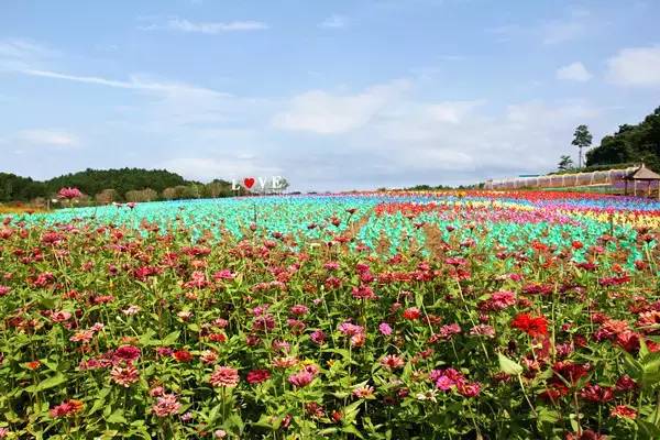 铜梁奇彩梦园4a景区千亩花海风车旅游节免费乘坐热气球免费体验滑草场