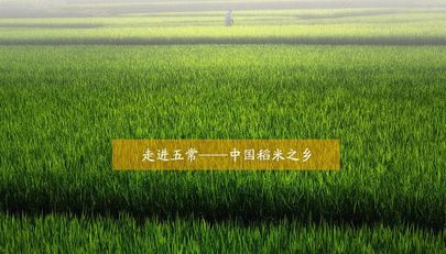 直击团购 | 来自"中国稻米之乡"的五常大米,超值内部团购,敬请期待!