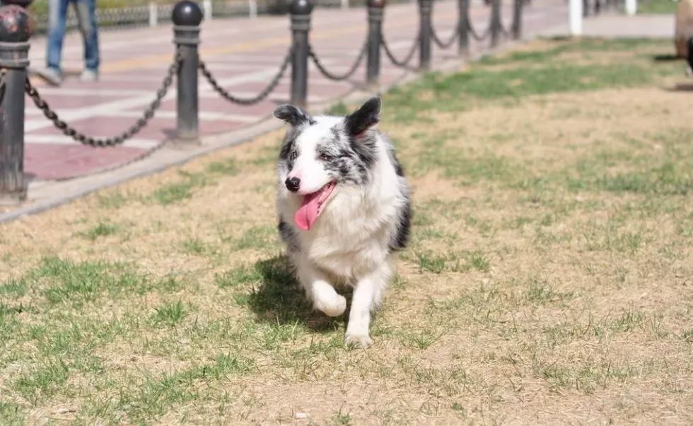 边牧,原来你是这样的狗!