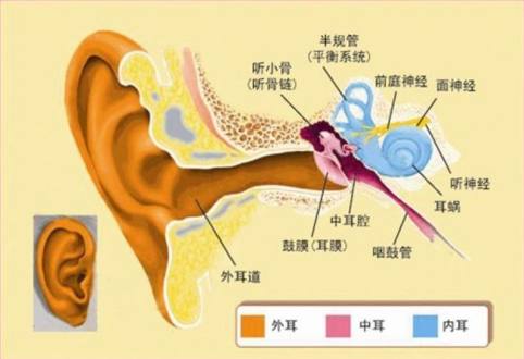 听觉障碍人口_听觉障碍图片(2)