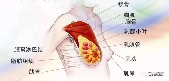 虽然淋巴回流不畅有一定几率会引起乳腺癌,但并不是光靠按摩推拿就能