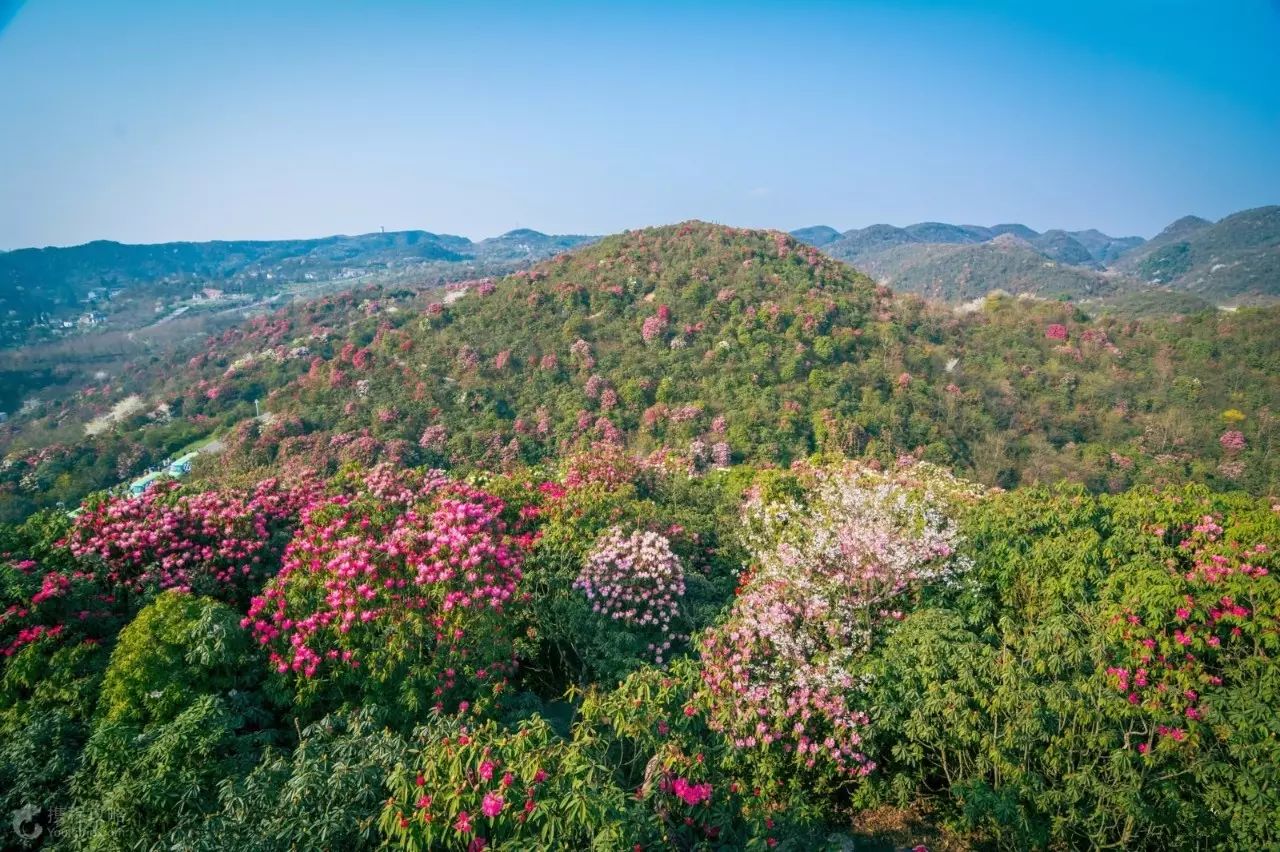 杜鹃花漫山遍野,千姿百态,铺山盖岭,色彩缤纷.