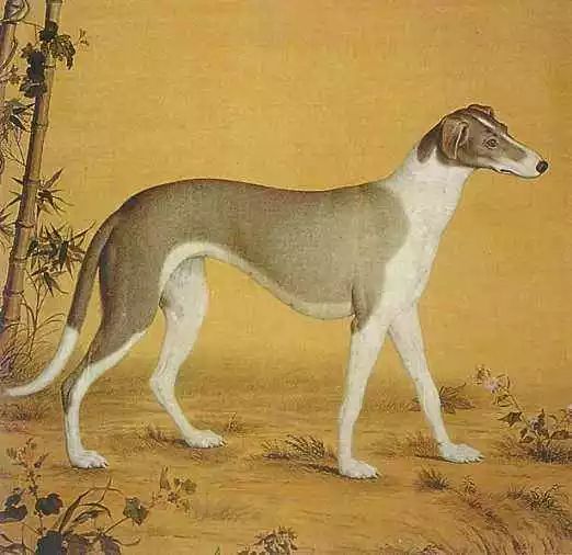 清代洋画师郎世宁和艾启蒙画的细犬