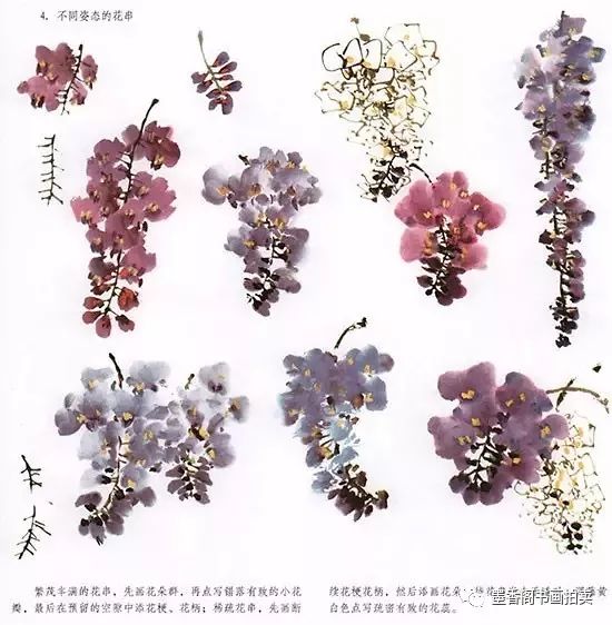 中国国画紫藤花不同姿态的花串 繁茂丰满的花串,先画花朵群,再点写