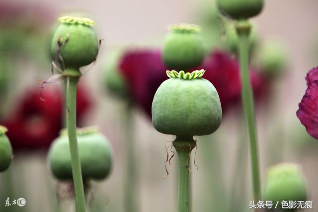 长期食用含有罂粟壳的食物,还会对人体神经系统造成损害,并可能造成