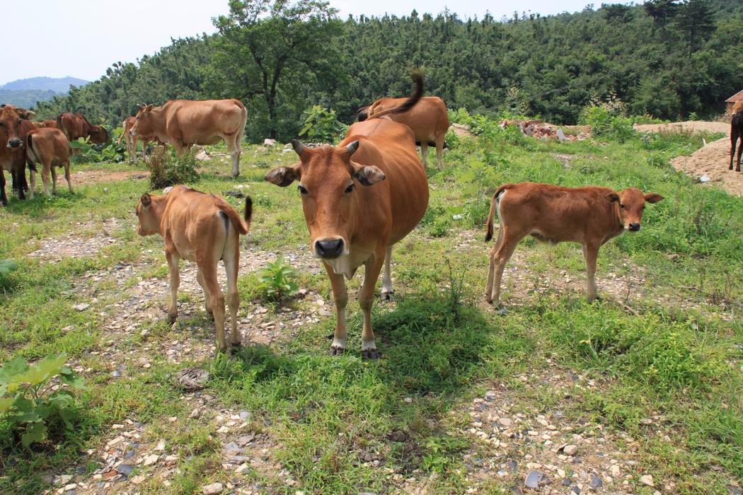 兴义来了一头功夫小黄牛,肉鲜味美,一身的"功夫",就等