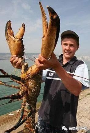 虾的记录 大的虾:人类发现世界上最大的虾重达19.87公斤体长约1.