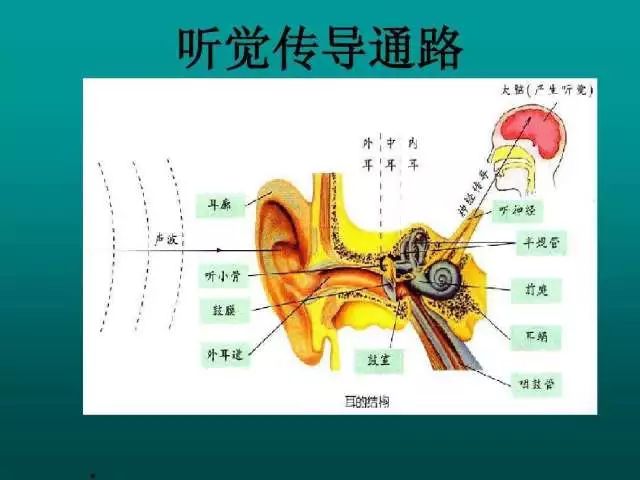 声音传导的通路是这样的:声音信号经过外耳道-鼓膜震动-听骨链(锤骨