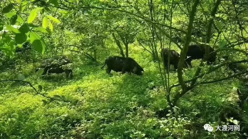 汉源县原生态高山跑山猪