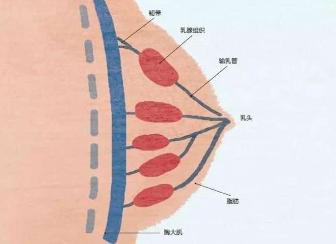 胸大的原理_俊美人台 小董 胸省的十大秘密(2)