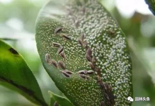 多肉植物,白玉兰,月季,黄杨,海桐上的介壳虫大都在4月中旬至5月中