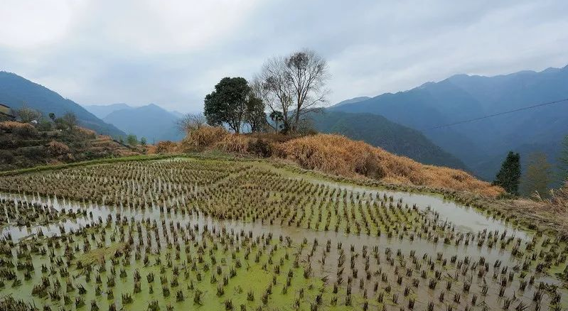 黄坪人口_鹤庆黄坪镇人口