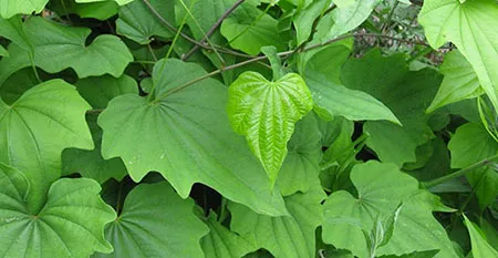 祛风除湿活血通络还止咳常见小野草活用有奇效穿地龙