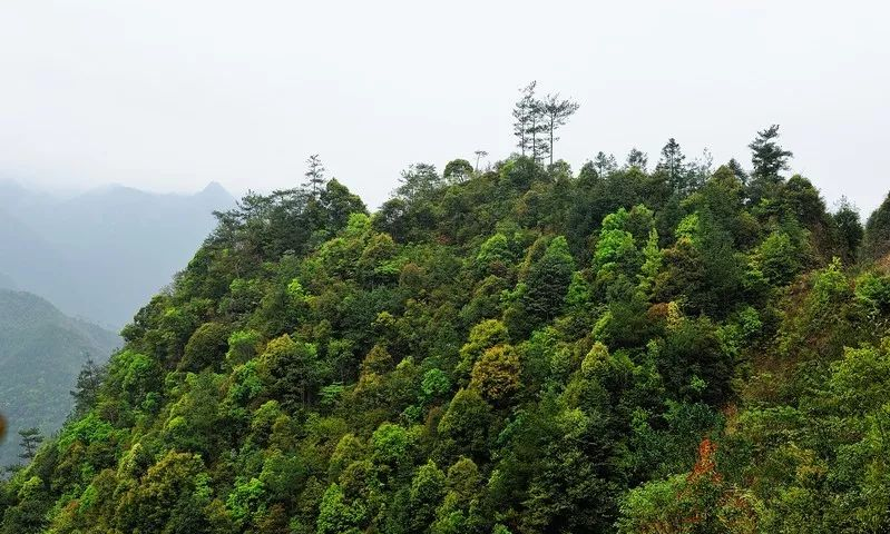 黄坪人口_鹤庆黄坪镇人口(2)