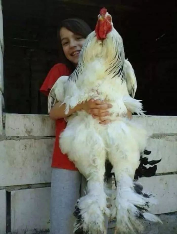 养一只1米2高的『古巨鸡』?这种在国外风靡的巨型宠物