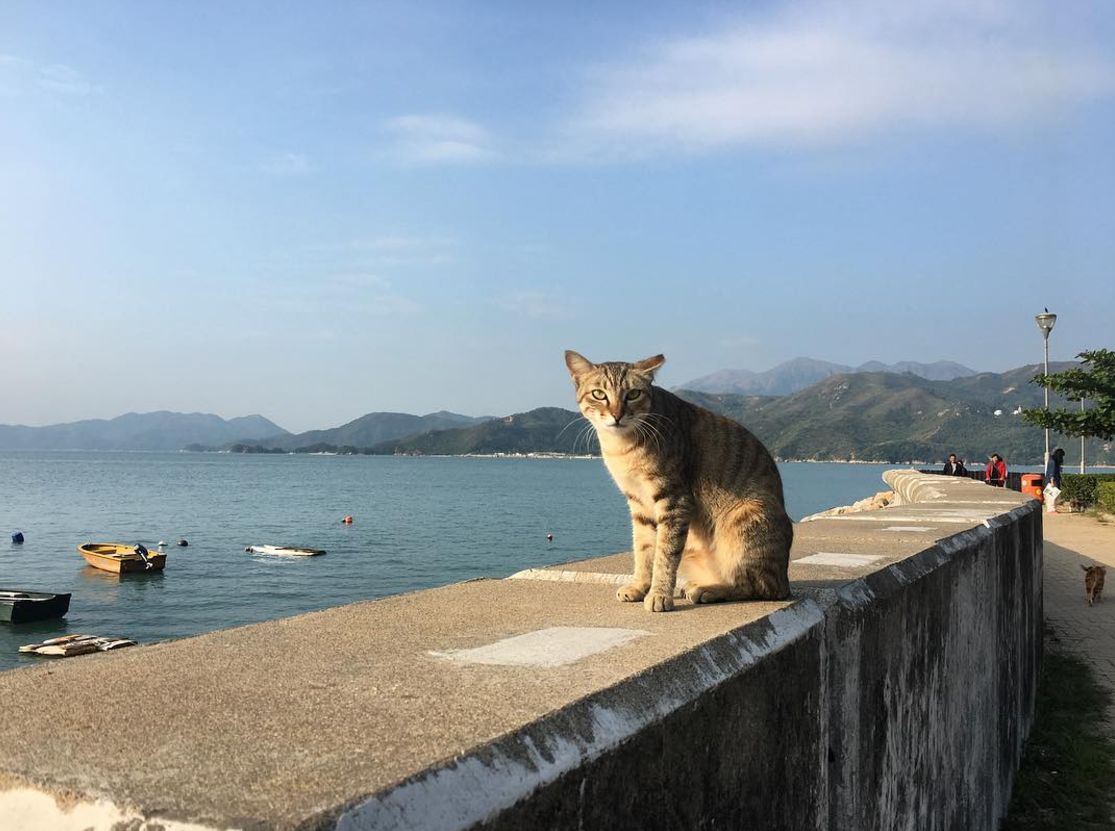 猫奴mark香港吸猫指南原来香港也有猫岛