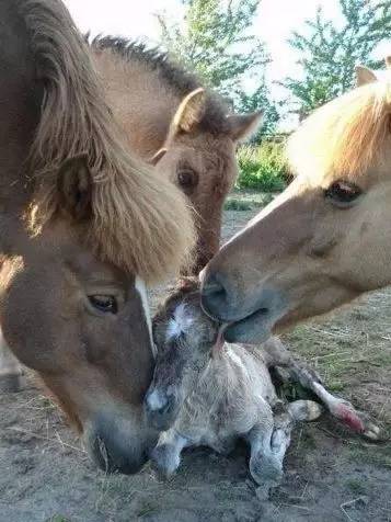 十一月怀胎,马baby诞生全记录