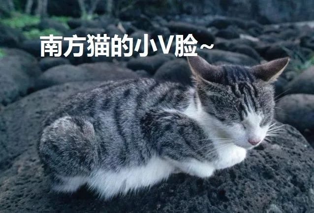 北方猫有暖气,南方猫只有"一身正气"