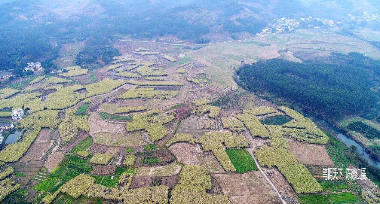 在"桂中果蔗第一镇"的广西武宣县三里镇田心村,三江至北海的高速