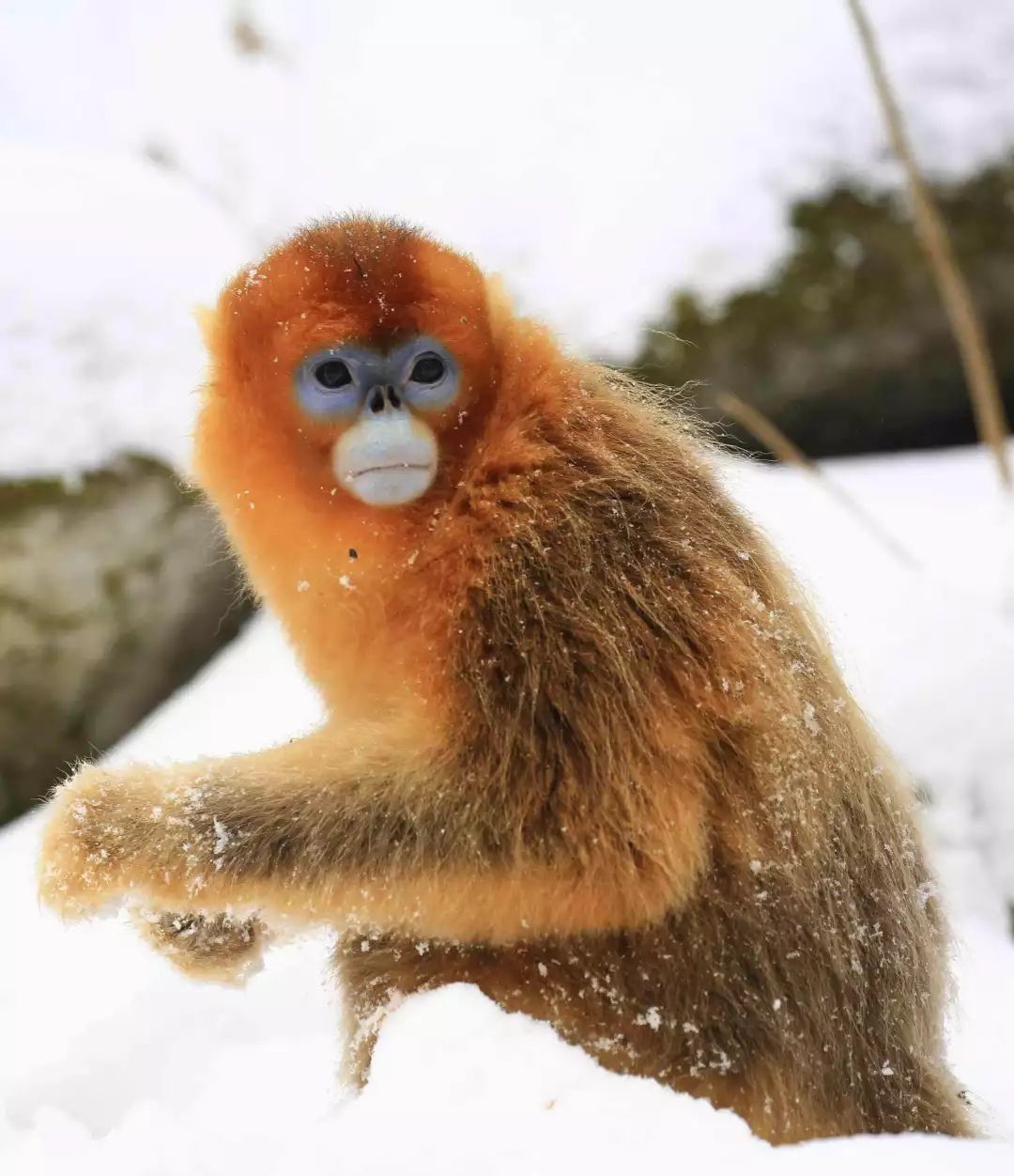 荐读文章佛坪雪中的大熊猫和金丝猴