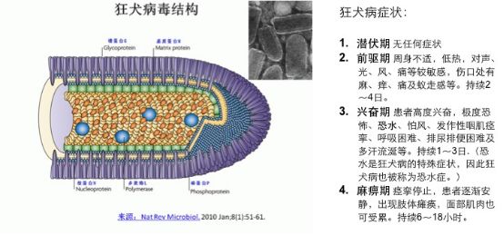 狂犬病毒结构模式图和电镜下照片(左),和狂犬病症状(右)