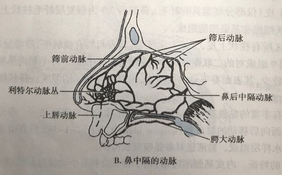 area)是临床上鼻出血最常见的部位,此处鼻腭动脉,筛前动脉,筛后动脉