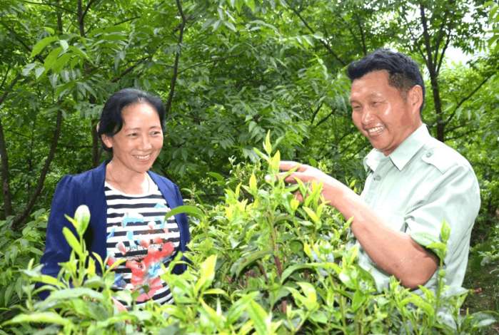 誓与青山同呼吸—记云南省景东彝族自治县漫湾镇安召村林业助理员吴