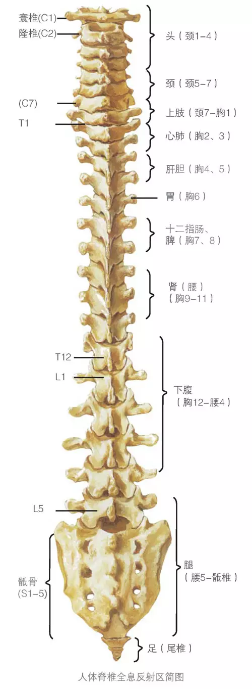 脊椎障碍百病俱来每一块脊椎骨可能引起的病症