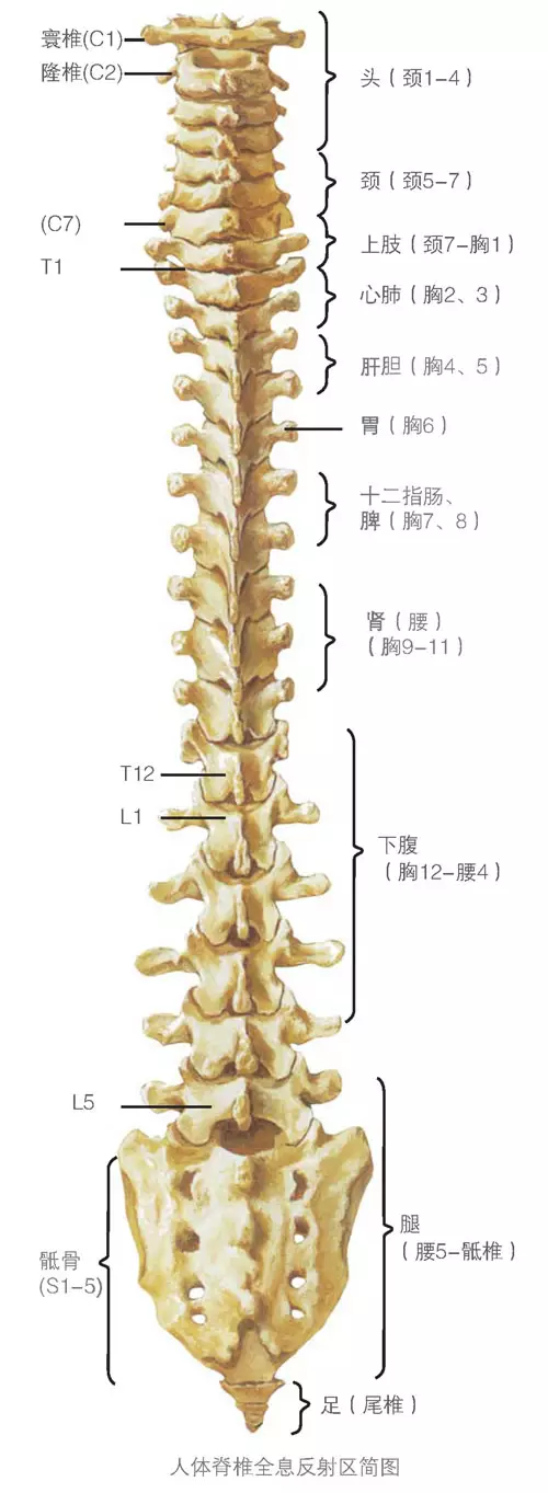 亦可以整脊疗法以刺激胰脏,恢复胰岛素的分泌;只要刺激胸椎第7,11,12