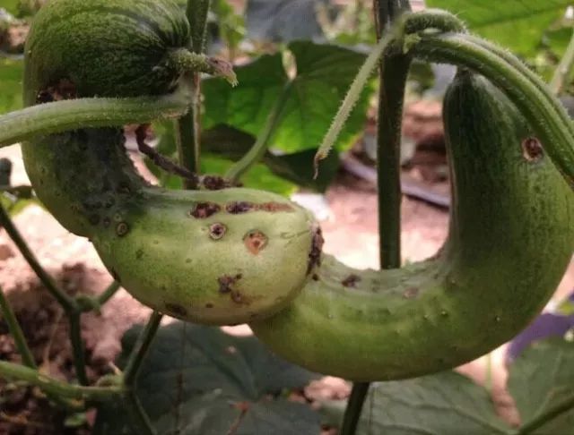 黑星病在黄瓜的整个生育期均可侵染发病,可危害黄瓜的叶片,茎,卷须,瓜